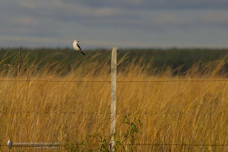 Monjita dominica (Black-and-white Monjita) Xolmis dominicanus
