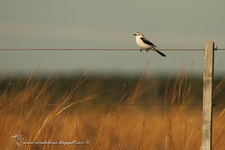 Monjita dominica (Black-and-white Monjita) Xolmis dominicanus