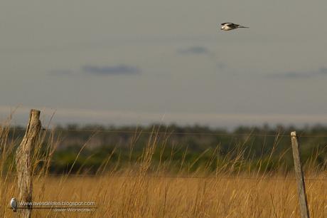 Monjita dominica (Black-and-white Monjita) Xolmis dominicanus
