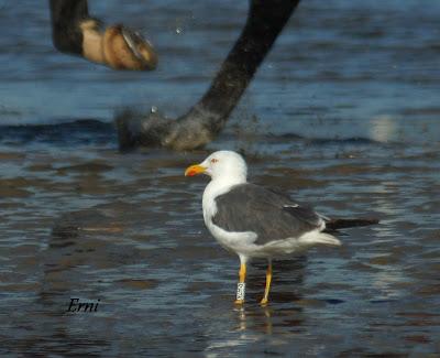 GAVIONES Y GAVIOTAS ANILLADAS