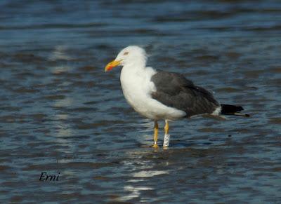 GAVIONES Y GAVIOTAS ANILLADAS