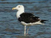 Gaviones gaviotas anilladas