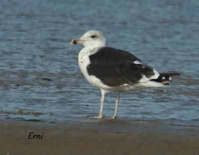 GAVIONES Y GAVIOTAS ANILLADAS