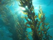 ¡Define mejora espirulina!