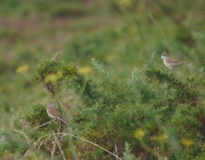 Currucas zarceras en compañía