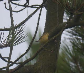 Currucas zarceras en compañía
