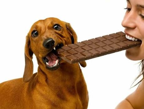 Descubre las principales razones del por que los perros no pueden comer chocolate