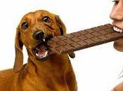 Descubre principales razones perros pueden comer chocolate