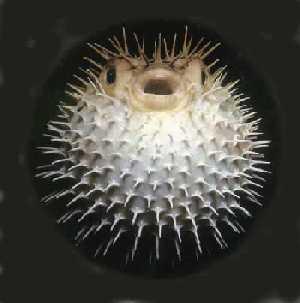 Los 15 peces más peligrosos del mundo.