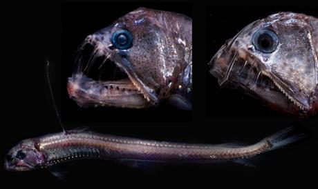 Los 15 peces más peligrosos del mundo.