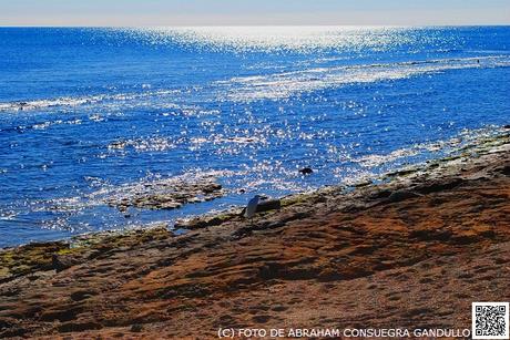 PLAYAlcalá: Otro reportaje o collage fotográfico junto a la mar alicantina de Torrevieja...