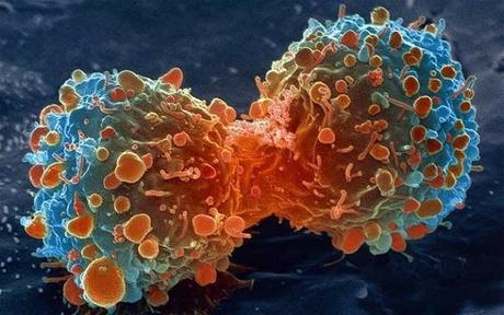 Por azar se descubre una proteína que podría combatir todos los cánceres