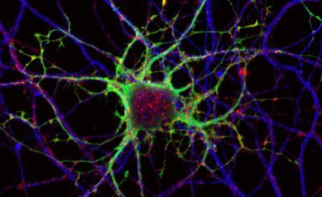 ¿Cómo funciona el efecto placebo? ¿Cómo funciona el efecto placebo?