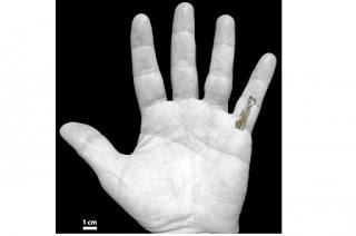 Hallazgo hueso de la mano más antiguo del mundo plantea dudas sobre evolución humana