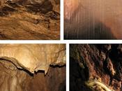 Especies nuevas diplópodos China