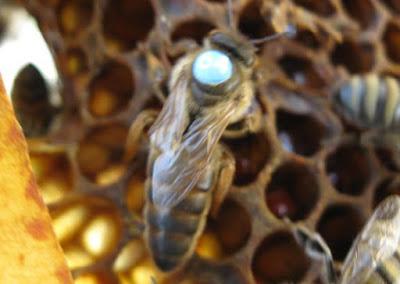 CUATRO RAZAS DE ALTO VALOR ECONÓMICO - FOUR BREEDS OF HIGH ECONOMIC VALUE.