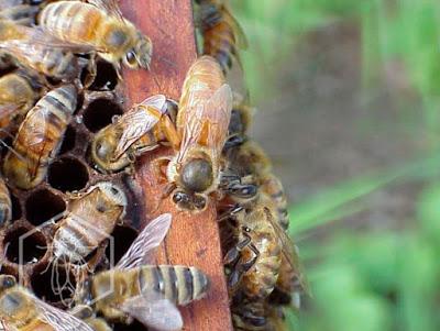 CUATRO RAZAS DE ALTO VALOR ECONÓMICO - FOUR BREEDS OF HIGH ECONOMIC VALUE.