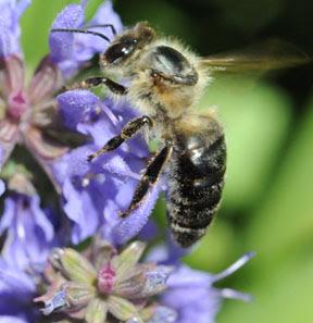 CUATRO RAZAS DE ALTO VALOR ECONÓMICO - FOUR BREEDS OF HIGH ECONOMIC VALUE.