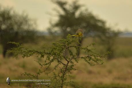 Cardenal amarillo (Yellow Cardinal) Gubernatrix cristata