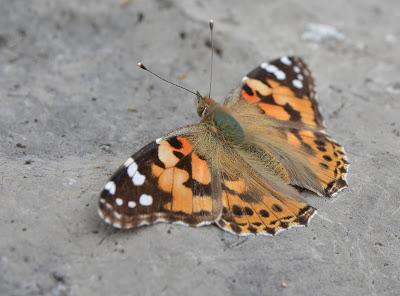Senderismo en el valle de Escuaín: ruta de las ermitas de Tella y miradores de Revilla