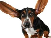 Conoce mejores formas detectar otitis perros