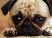 perros lloran? razones principales