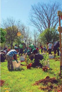 Recuperación de áreas verdes: Quilicura plantará 350 árboles en Valle Lo Campino