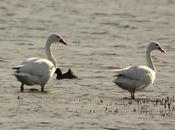 Coscoroba (Coscoroba Swan) coscoroba