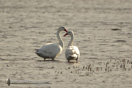 Coscoroba (Coscoroba Swan) Coscoroba coscoroba