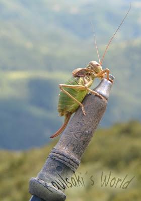 Castillo Mayor desde Puertolas (2018 mt)