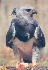 Centro de Recuperación y de Recría de Aves Amenazadas Güirá Ogá, que significa La Casa de los Pájaros en Idioma Guaraní.