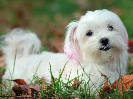 Por que los perros tiemblan? | Descubre las 2 causas principales