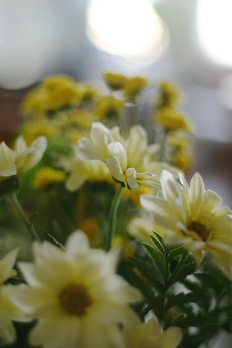 +flores_8_20150116 - Version 2