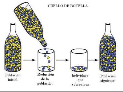 Un bosquejo de lo que es evolución