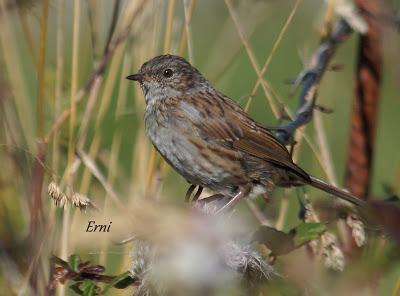 DANIEL DESCUBRE SOMIEDO Y SUS OSOS