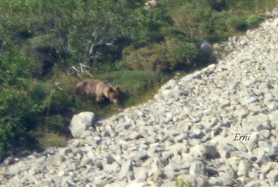 DANIEL DESCUBRE SOMIEDO Y SUS OSOS