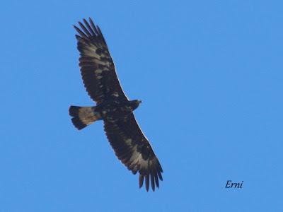 DANIEL DESCUBRE SOMIEDO Y SUS OSOS