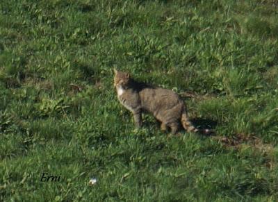 DANIEL DESCUBRE SOMIEDO Y SUS OSOS