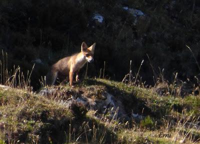 DANIEL DESCUBRE SOMIEDO Y SUS OSOS