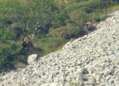 DANIEL DESCUBRE SOMIEDO Y SUS OSOS
