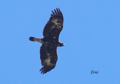 DANIEL DESCUBRE SOMIEDO Y SUS OSOS