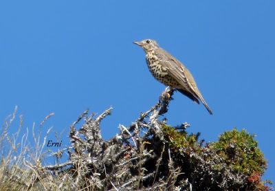 DANIEL DESCUBRE SOMIEDO Y SUS OSOS