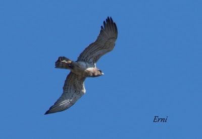 DANIEL DESCUBRE SOMIEDO Y SUS OSOS