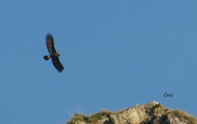 DANIEL DESCUBRE SOMIEDO Y SUS OSOS