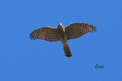 DANIEL DESCUBRE SOMIEDO Y SUS OSOS