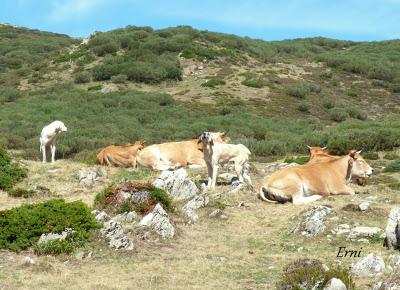 DANIEL DESCUBRE SOMIEDO Y SUS OSOS