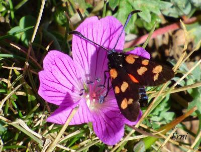 DANIEL DESCUBRE SOMIEDO Y SUS OSOS