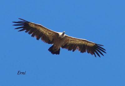 DANIEL DESCUBRE SOMIEDO Y SUS OSOS