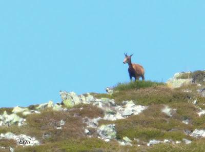DANIEL DESCUBRE SOMIEDO Y SUS OSOS