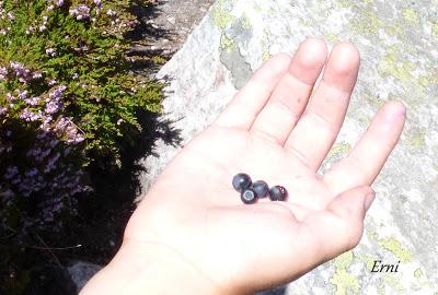 DANIEL DESCUBRE SOMIEDO Y SUS OSOS